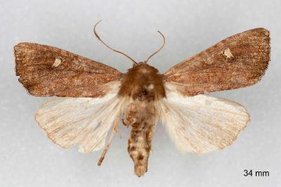 Helotropha leucostigma
