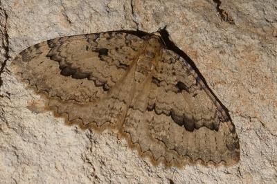 Triphosa tauteli