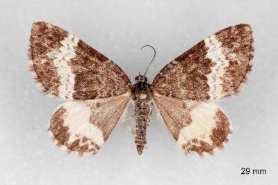 Spargania luctuata