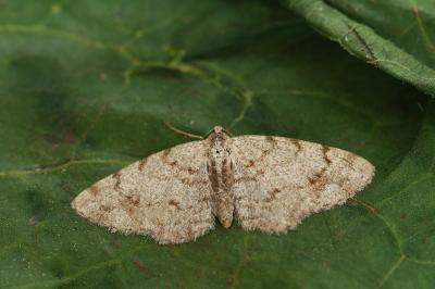Aethalura punctulata