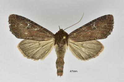 Apamea lateritia