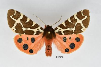 Arctia caja