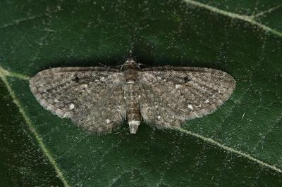 Eupithecia tripunctaria