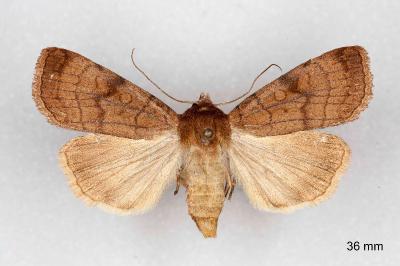 Xestia sexstrigata