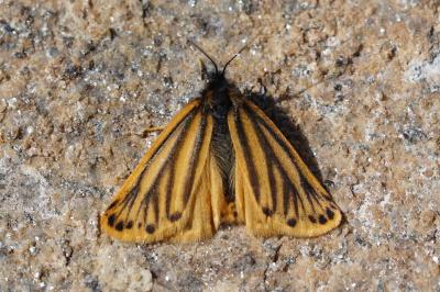 Setina aurita