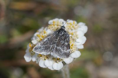 Orenaia helveticalis
