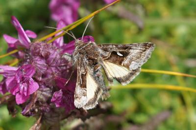 Syngrapha hochenwarthi