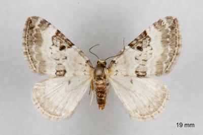 Perizoma blandiata