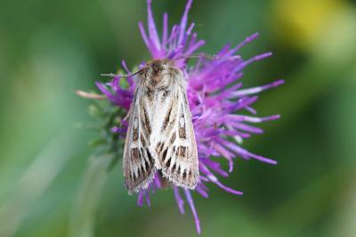 Cerapteryx graminis