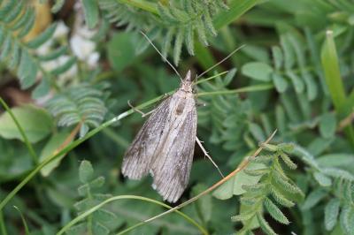 Epischnia ampliatella