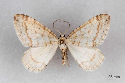 Mesotype verberata