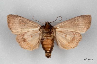 Amphipyra berbera