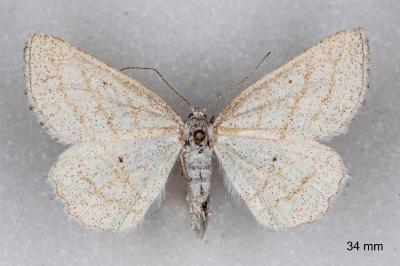 Perconia strigillaria