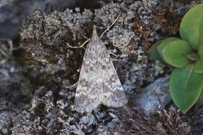 Eudonia sudetica