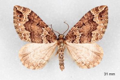Lampropteryx suffumata