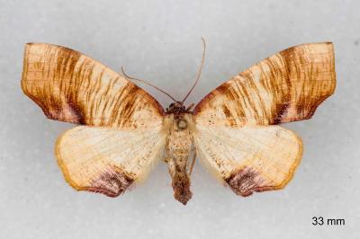 Plagodis dolabraria