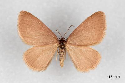 Minoa murinata
