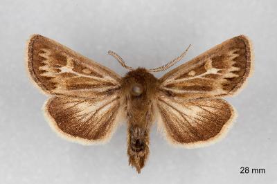 Cerapteryx graminis
