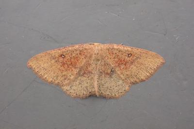 Cyclophora porata