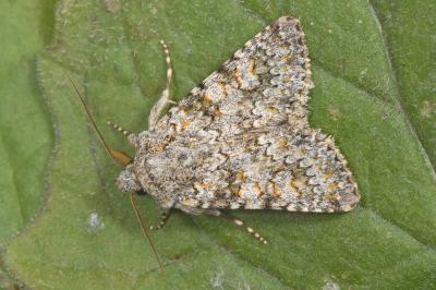 Hecatera dysodea