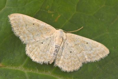 Idaea litigiosaria