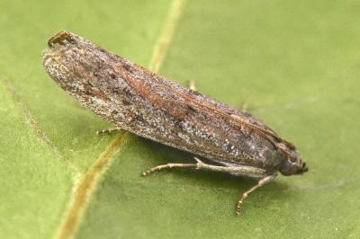 Cadra furcatella