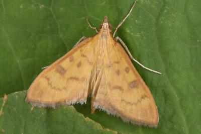 Mecyna auralis