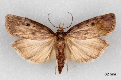 Aphomia sociella