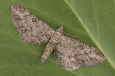 Eupithecia millefoliata