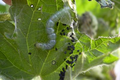 Patania ruralis