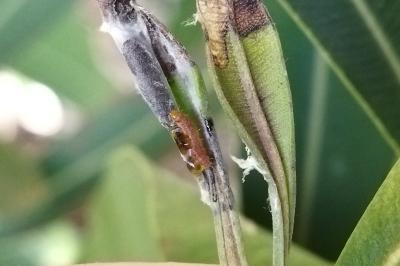 Gymnoscelis rufifasciata