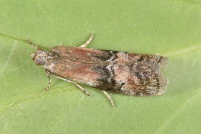 Rhodophaea formosa
