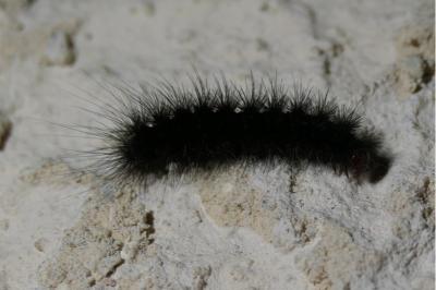 Arctia villica
