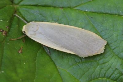 Collita griseola