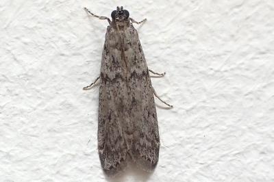Ephestia kuehniella