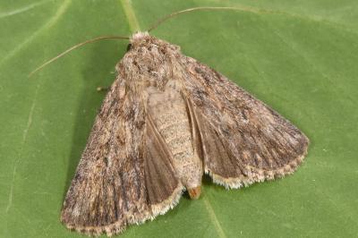 Dichagyris forcipula