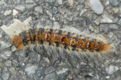 Thaumetopoea pityocampa