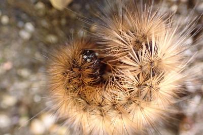 Phragmatobia fuliginosa