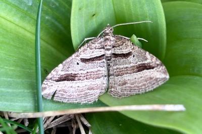 Costaconvexa polygrammata
