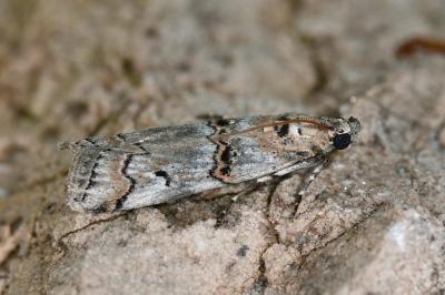 Pempelia palumbella