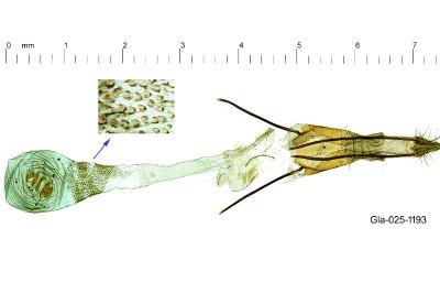 Ephestia welseriella