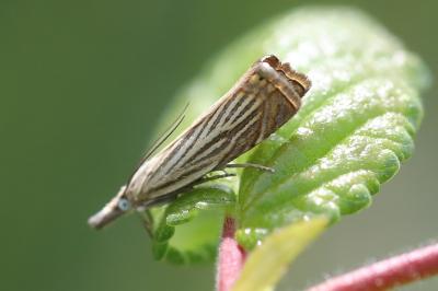 Chrysoteuchia culmella