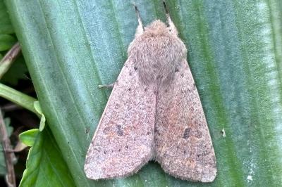 Orthosia cruda