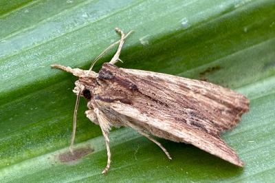 Lithophane semibrunnea
