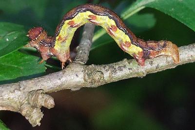 Erannis defoliaria
