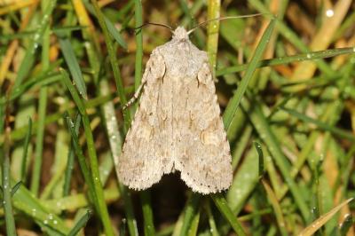 Lithophane ornitopus