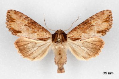 Apamea crenata