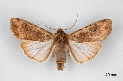 Peridroma saucia