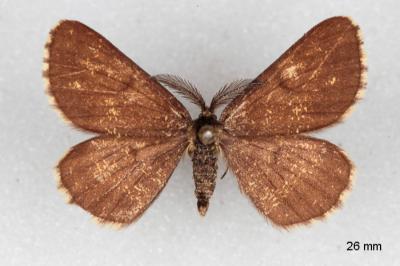 Ematurga atomaria