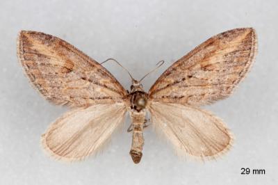 Chesias isabella